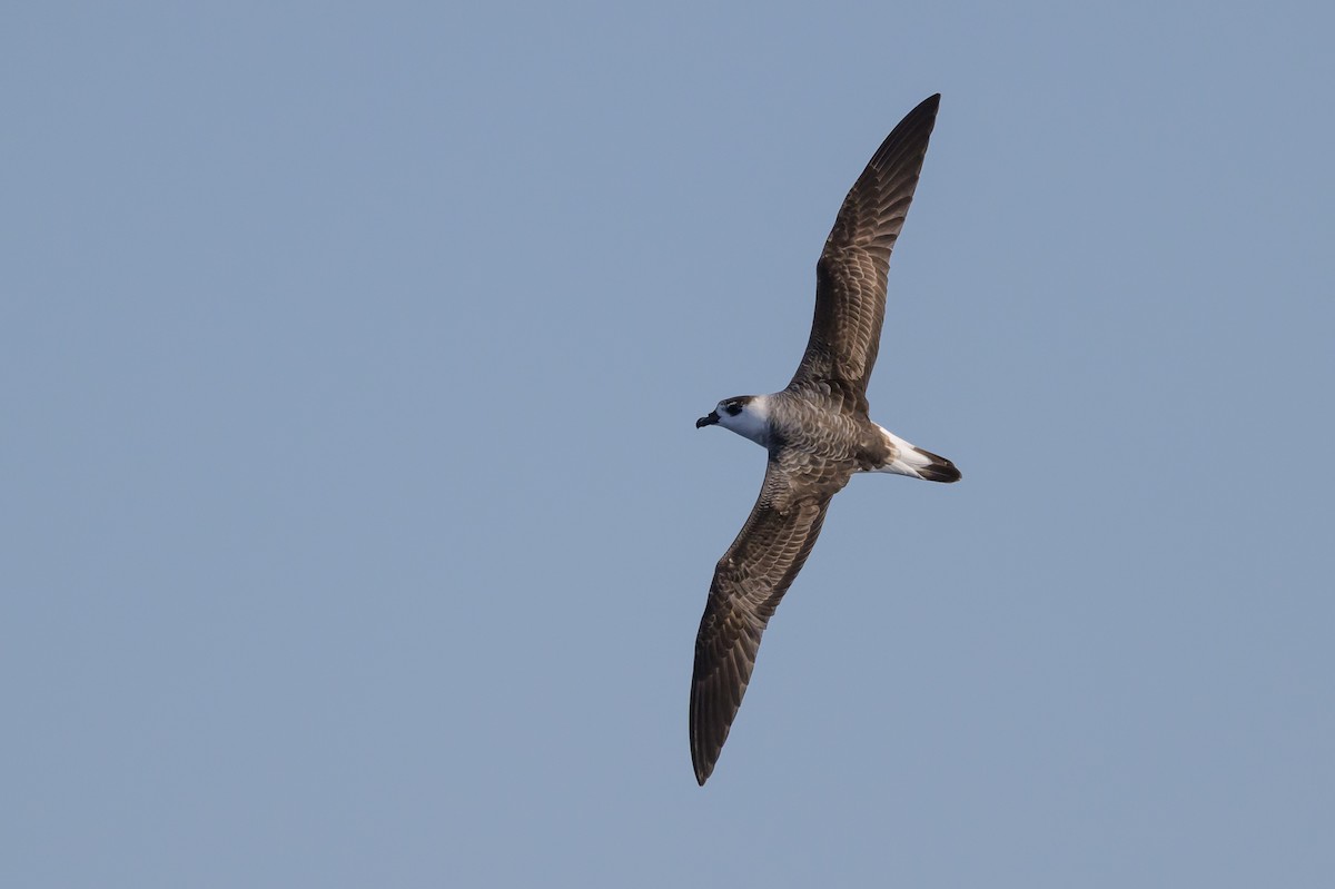 Black-capped Petrel (White-faced) - ML637212697