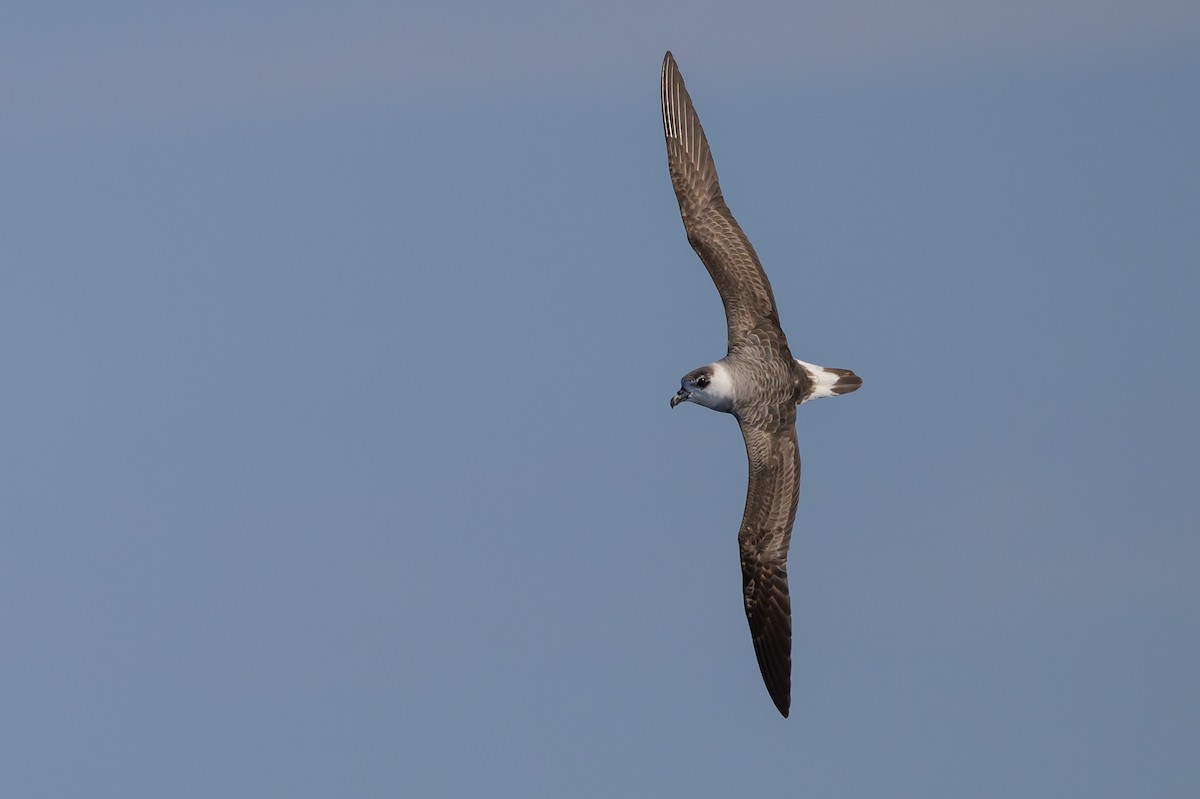 Black-capped Petrel (White-faced) - ML637212699