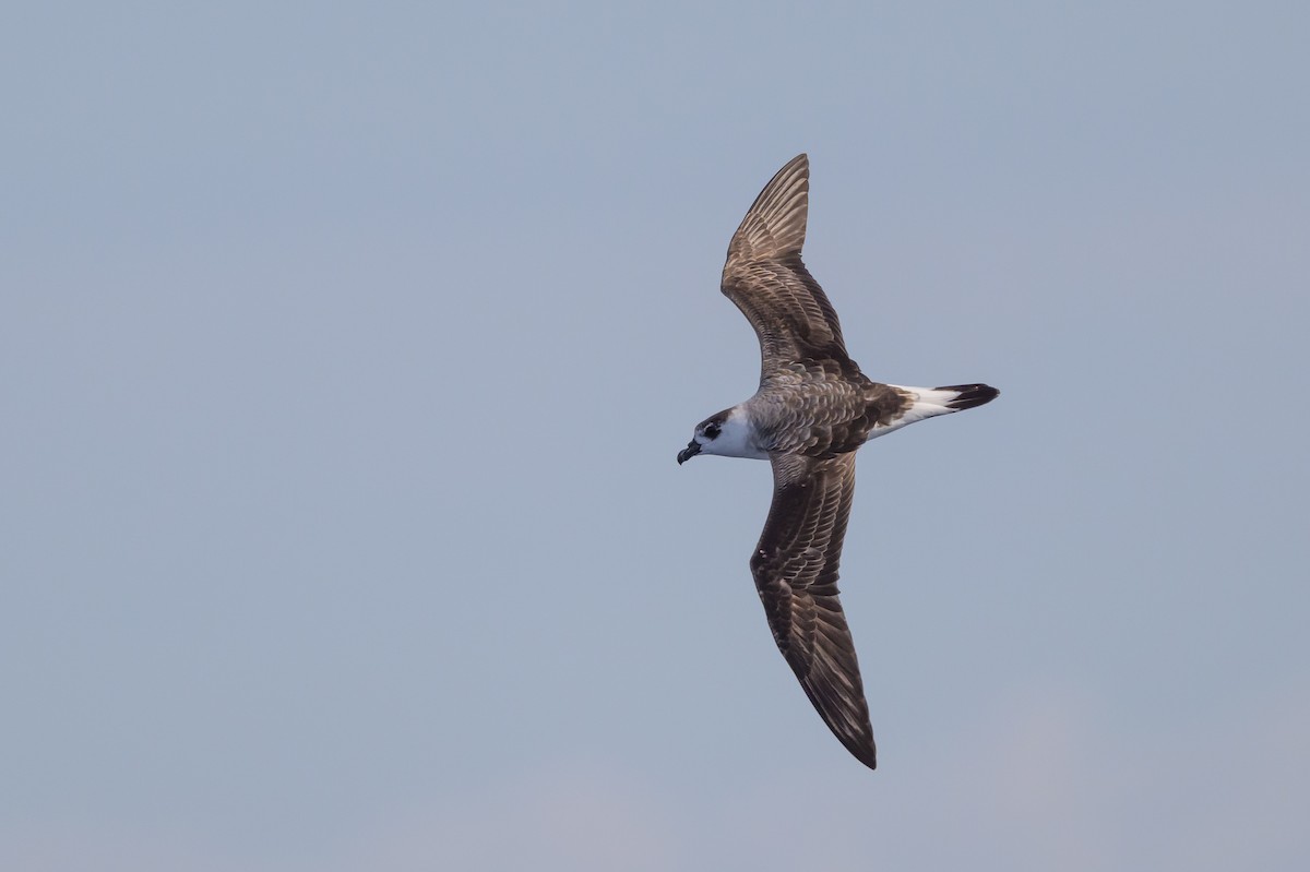 Black-capped Petrel (White-faced) - ML637212701