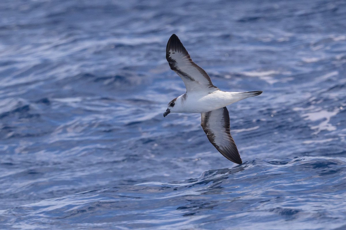 Black-capped Petrel (White-faced) - ML637212703