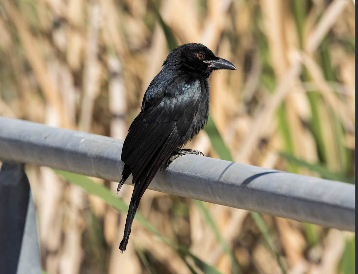 Spangled Drongo - ML637212710
