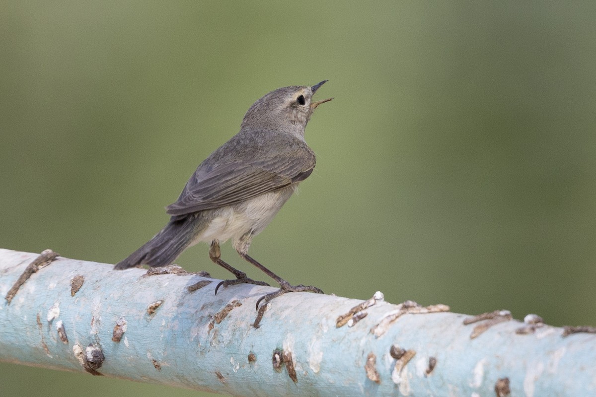 Common Chiffchaff - ML637212863