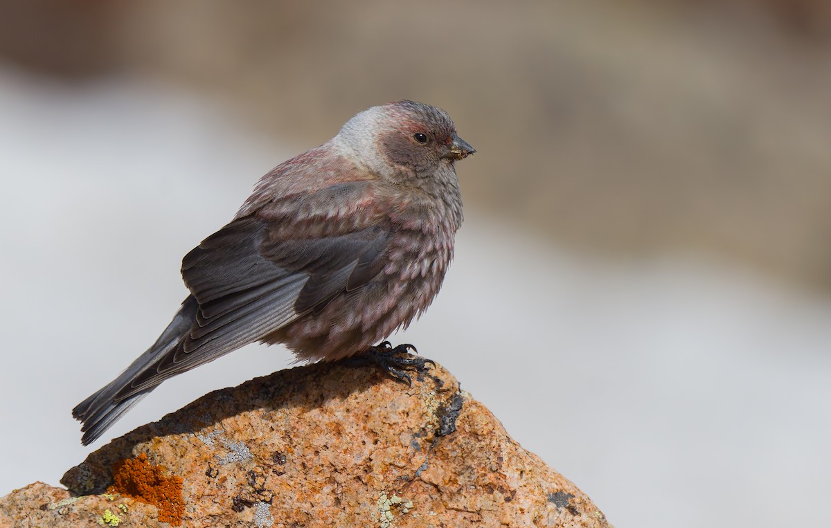 Asian Rosy-Finch - ML637212956
