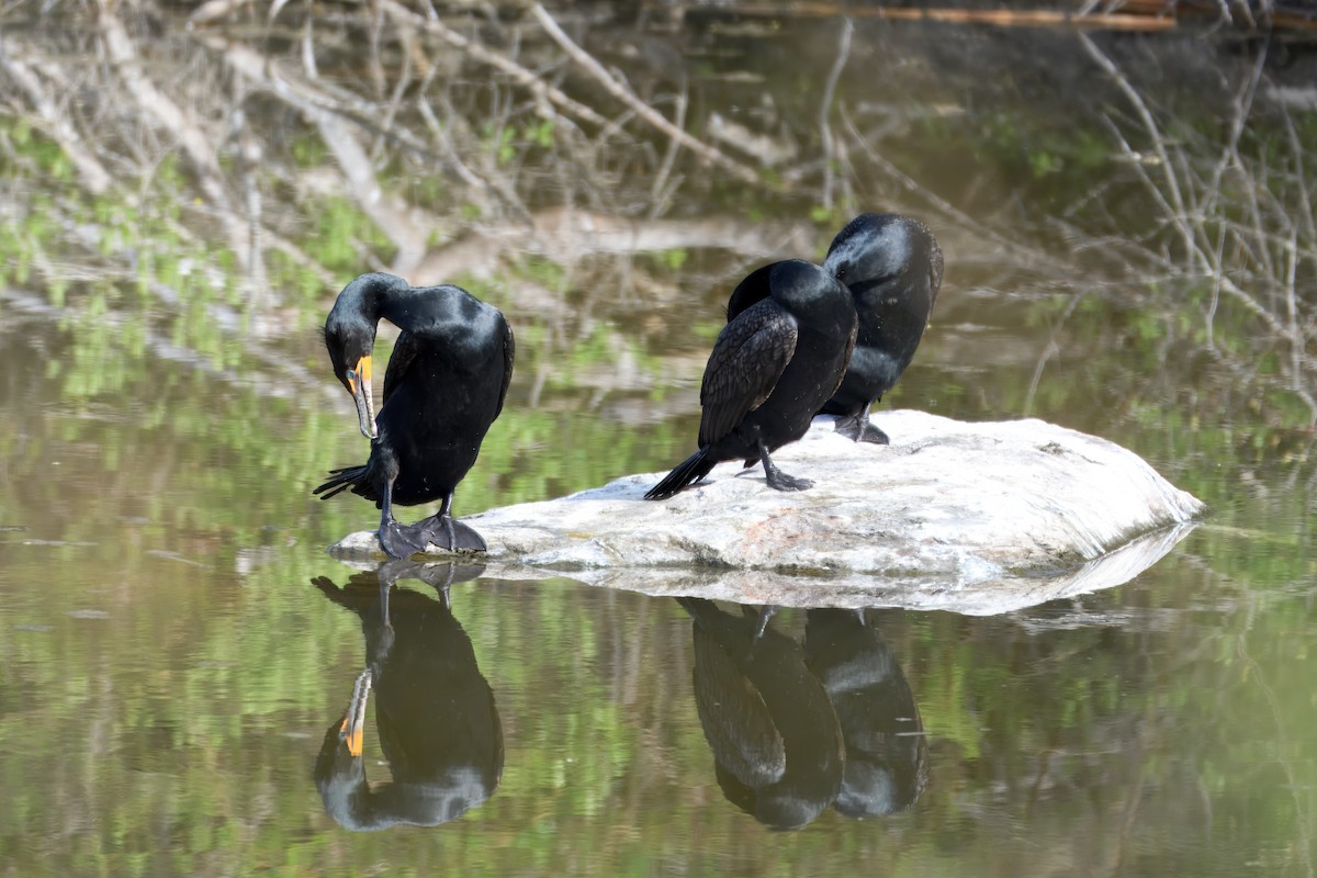 Double-crested Cormorant - ML637212984