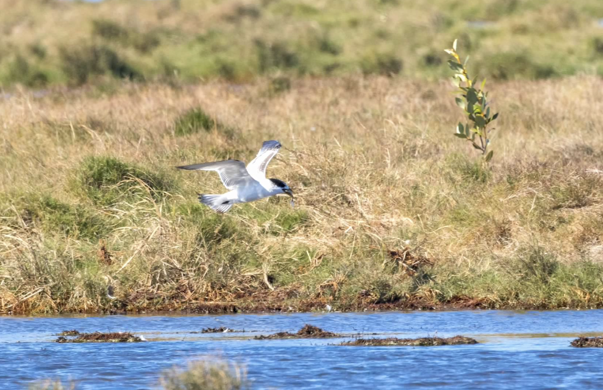 Caspian Tern - ML637212987