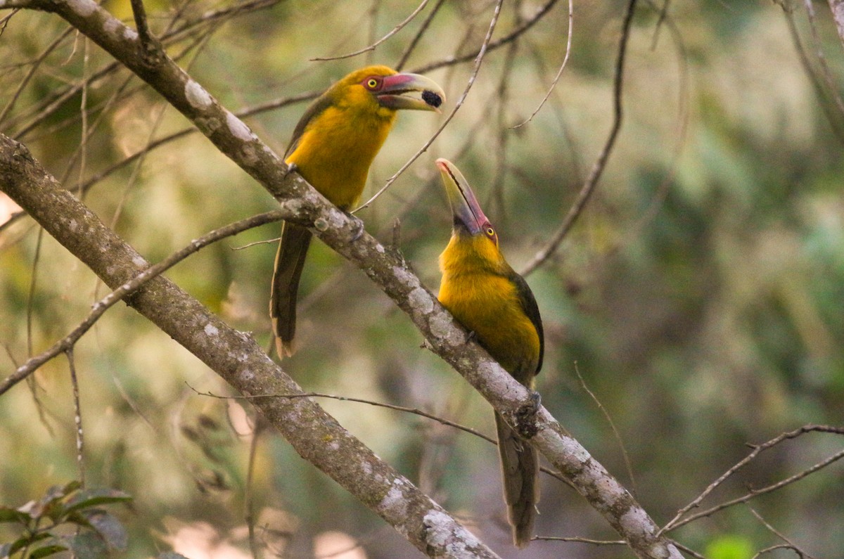 Saffron Toucanet - ML637213102