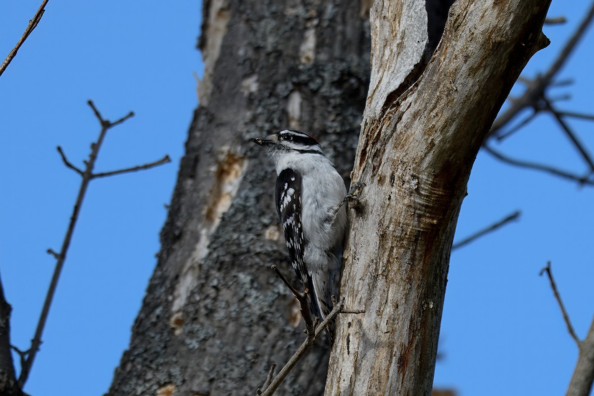 Downy Woodpecker - ML637213130