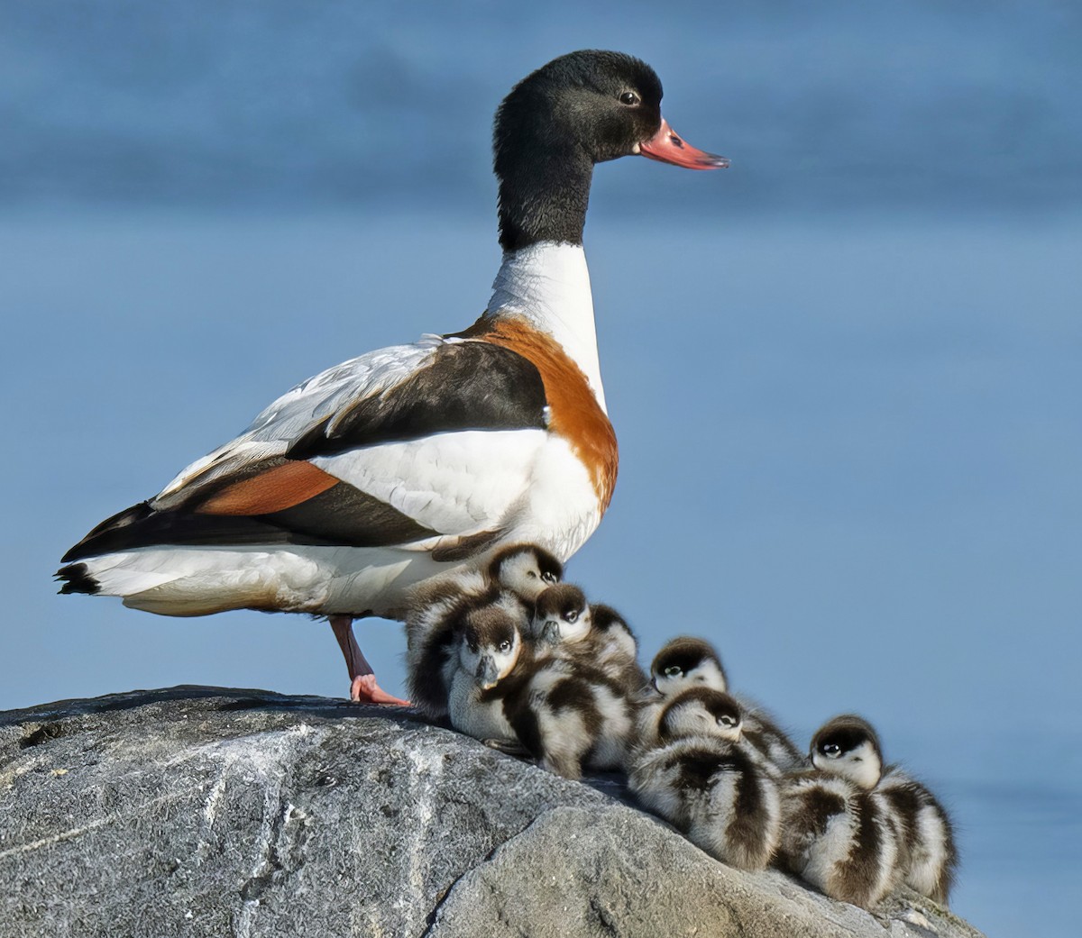 Common Shelduck - ML637213164