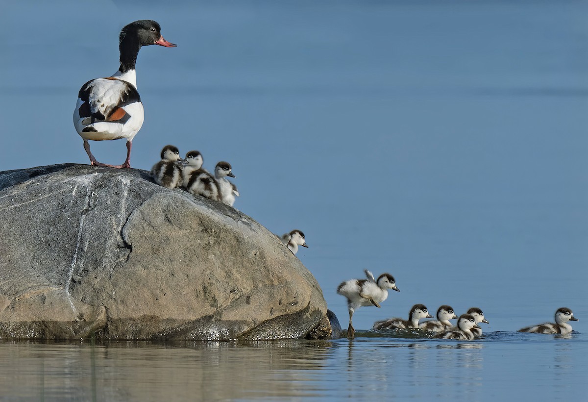 Common Shelduck - ML637213165
