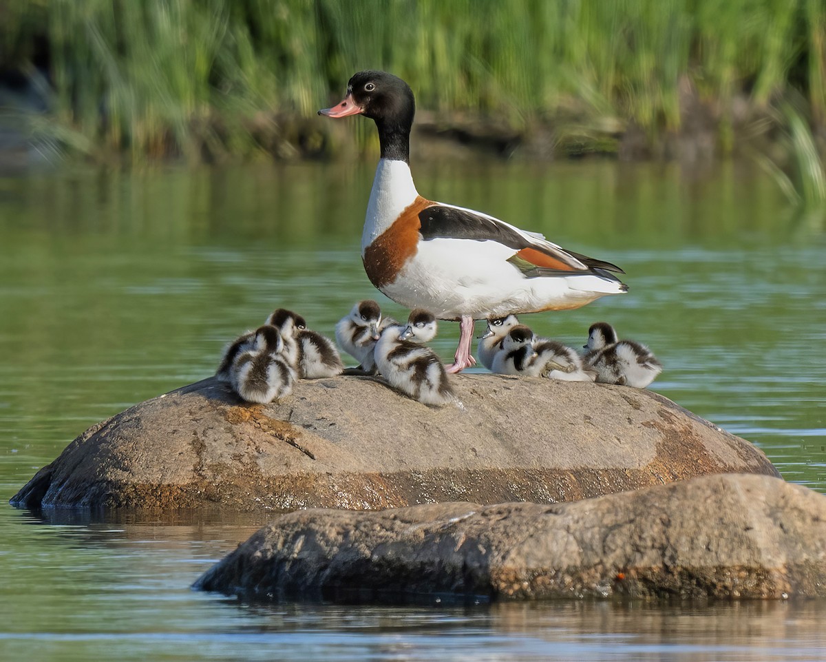 Common Shelduck - ML637213166