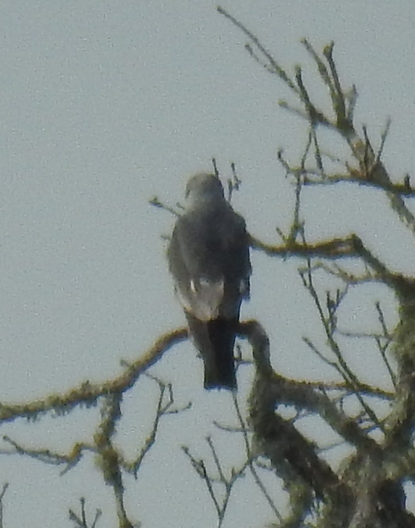 Mississippi Kite - ML637213177