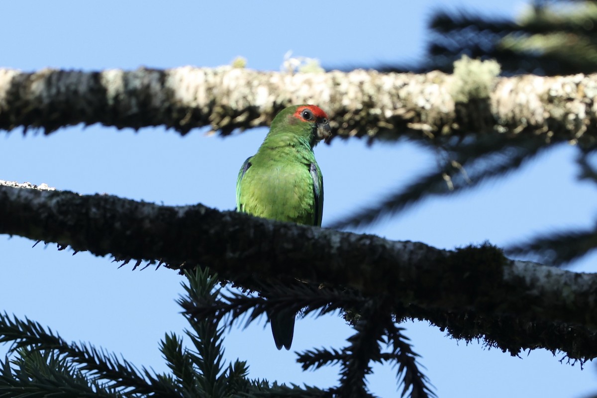 Pileated Parrot - ML637213185