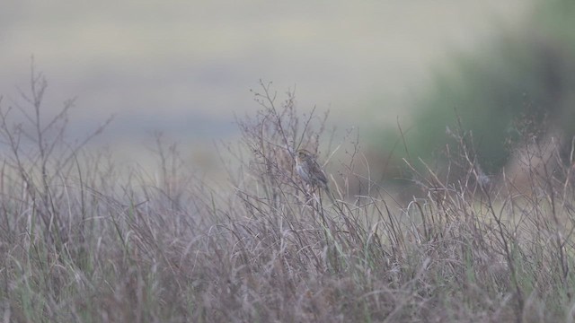 Nelson's Sparrow (Atlantic Coast) - ML637213187
