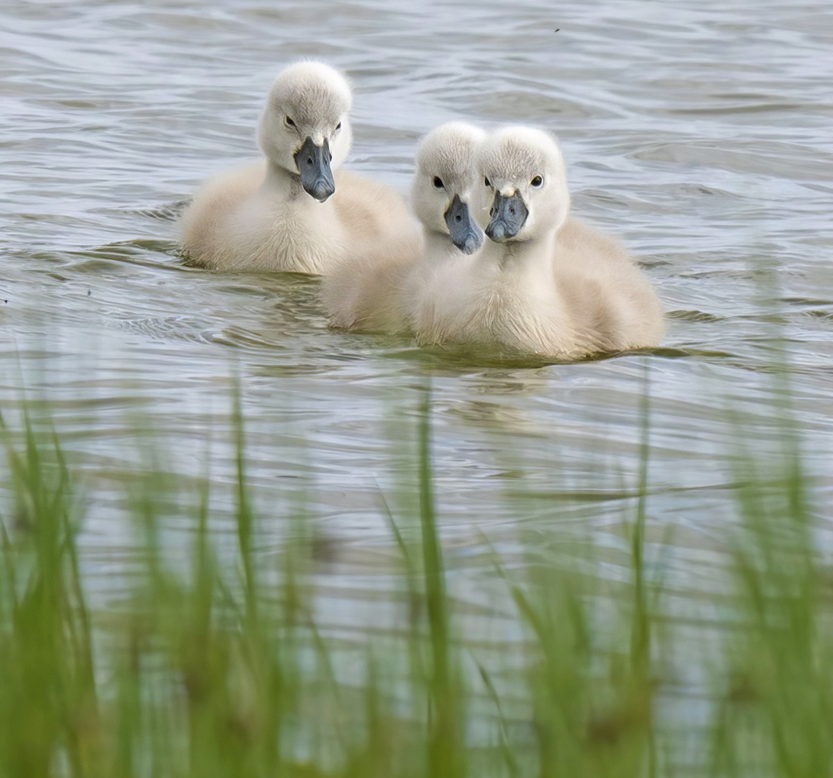 Mute Swan - ML637213197