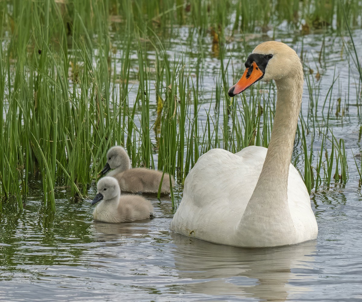Mute Swan - ML637213198