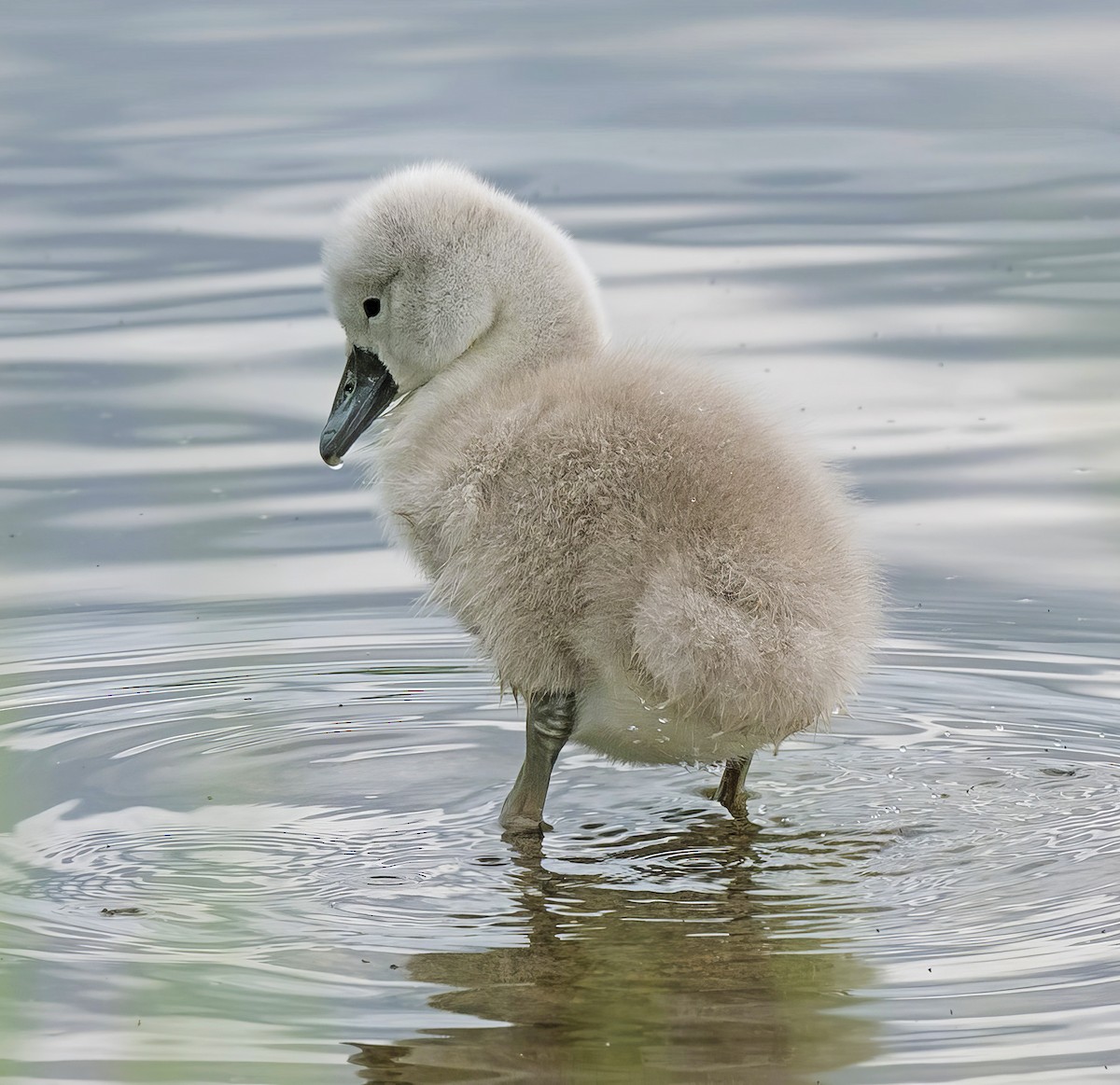 Mute Swan - ML637213199