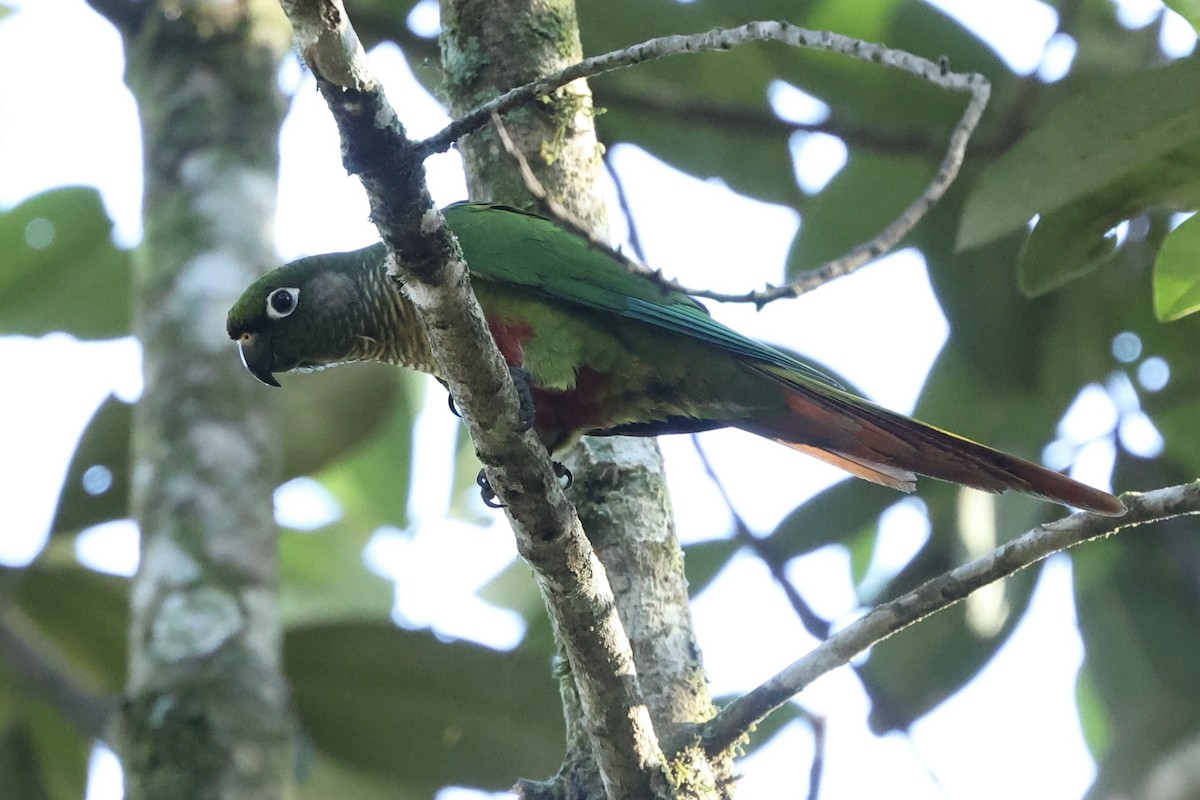 Maroon-bellied Parakeet - ML637213206