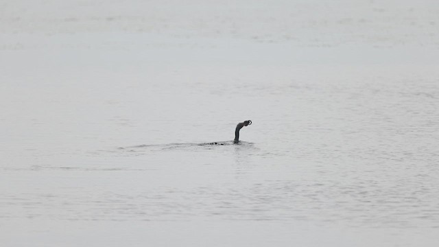 Cormorán Orejudo - ML637213212