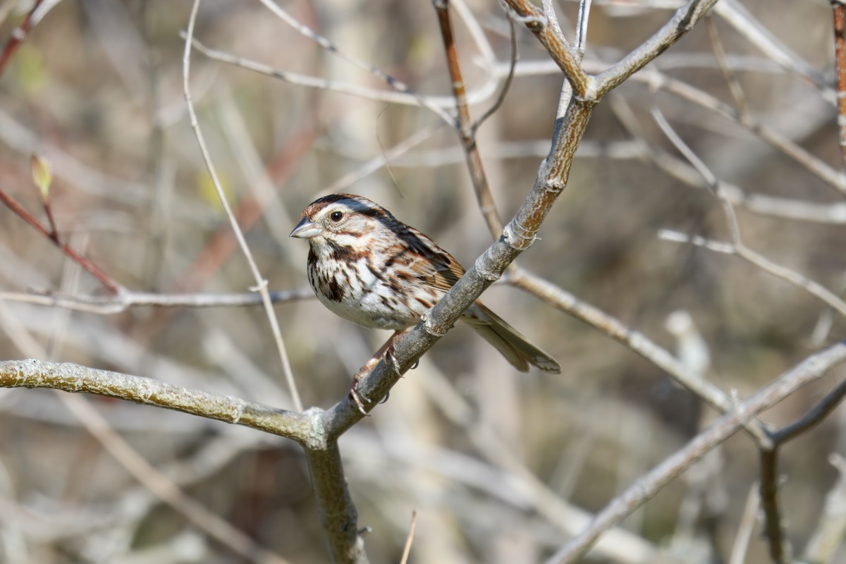 Song Sparrow (melodia/atlantica) - ML637213214
