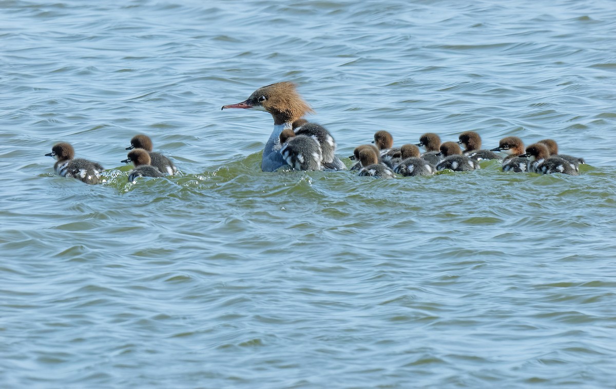 Common Merganser - ML637213215