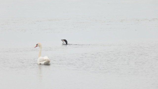 Cormorán Orejudo - ML637213216
