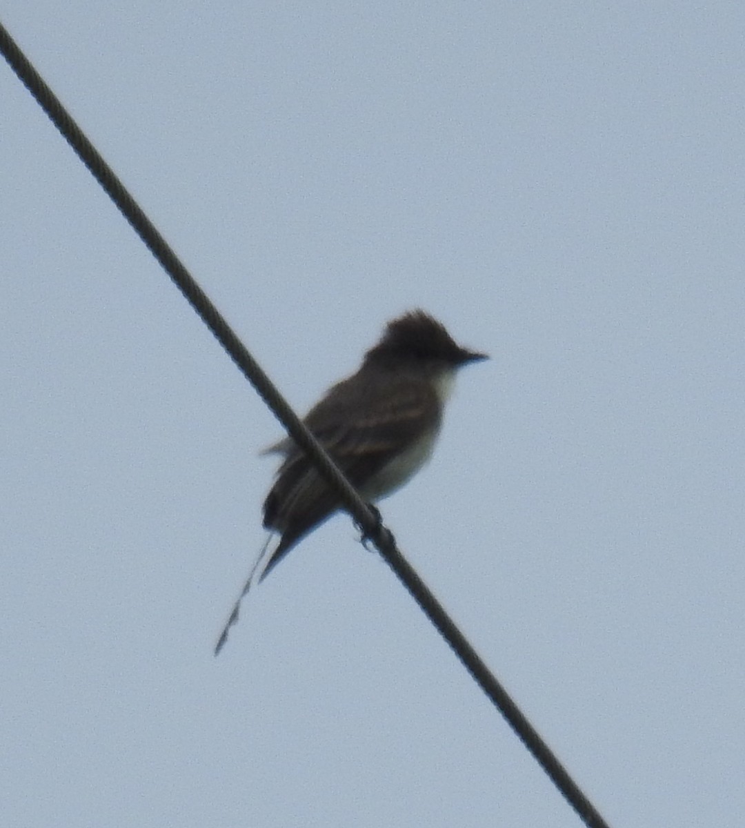 Eastern Phoebe - ML637213218