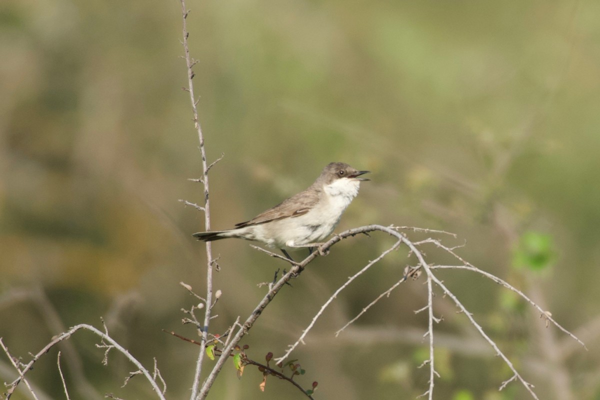 Eastern Orphean Warbler - ML637213228