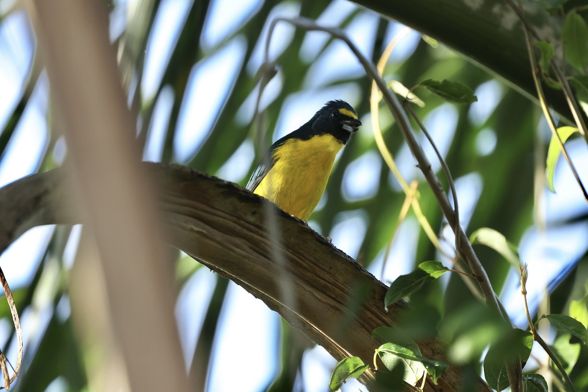 Green-throated Euphonia - ML637213263