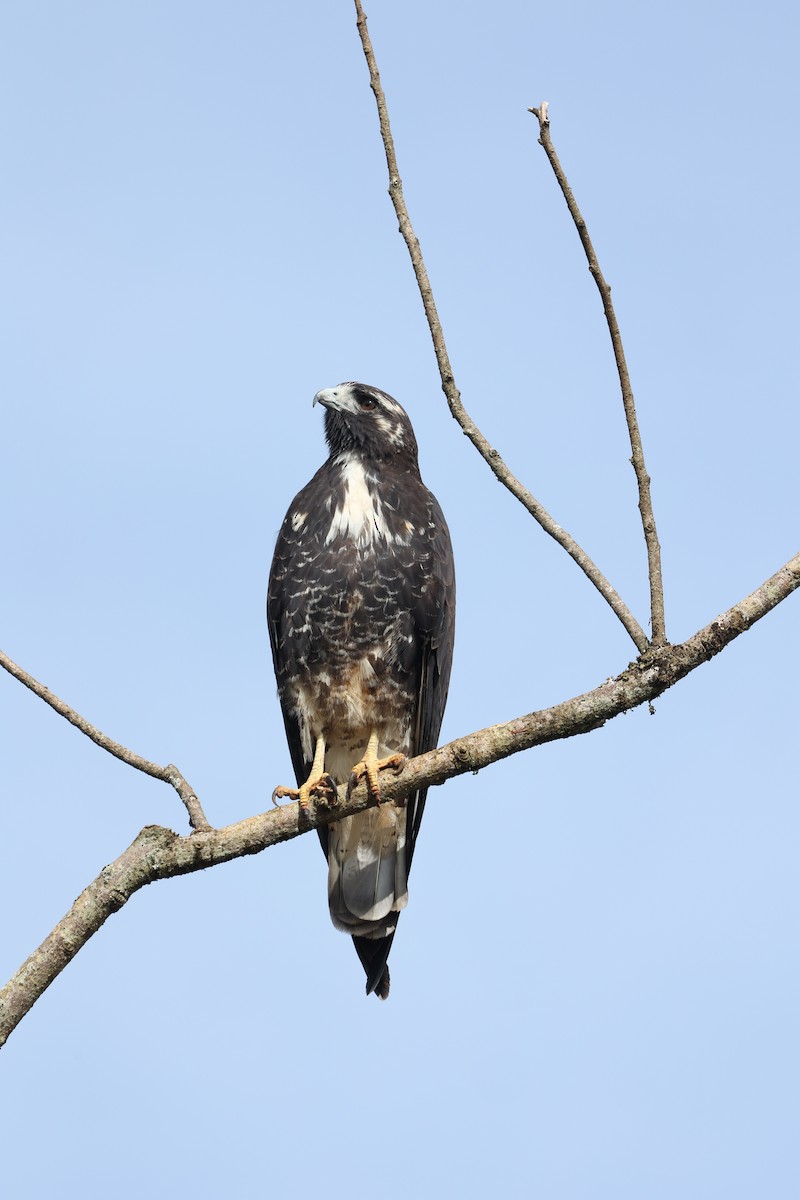 White-tailed Hawk - ML637213282