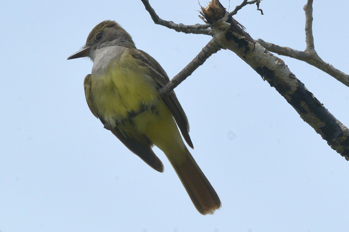 Great Crested Flycatcher - ML637213300