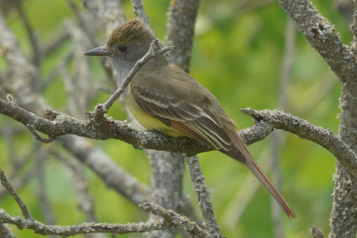Great Crested Flycatcher - ML637213301
