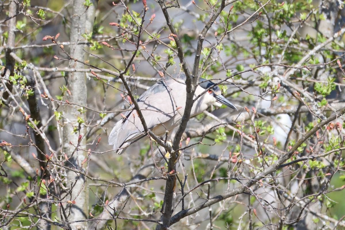 Black-crowned Night Heron - ML637213307