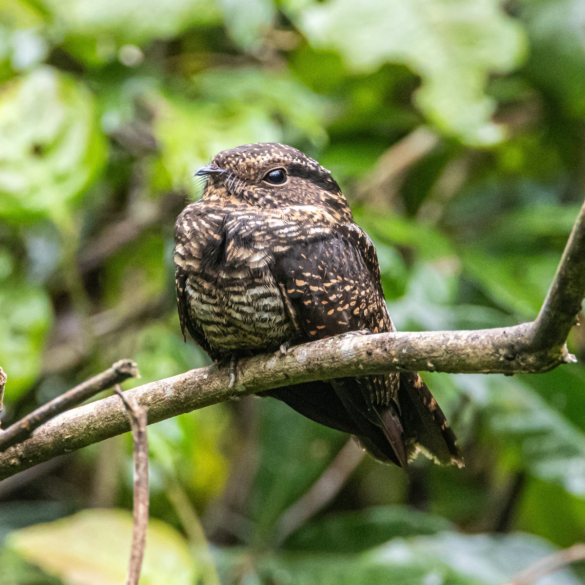 Blackish Nightjar - ML637213312