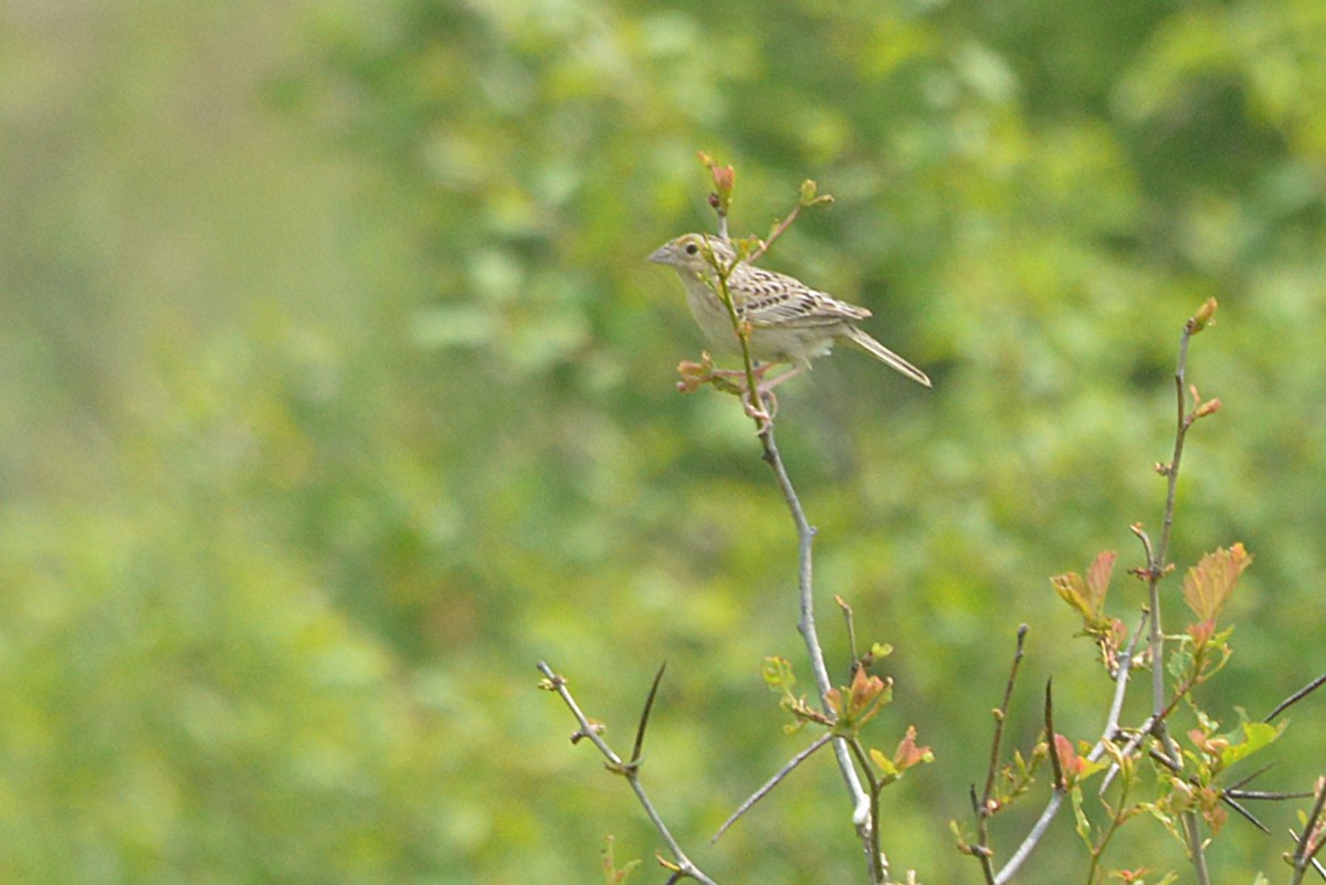 Grasshopper Sparrow - ML637213316