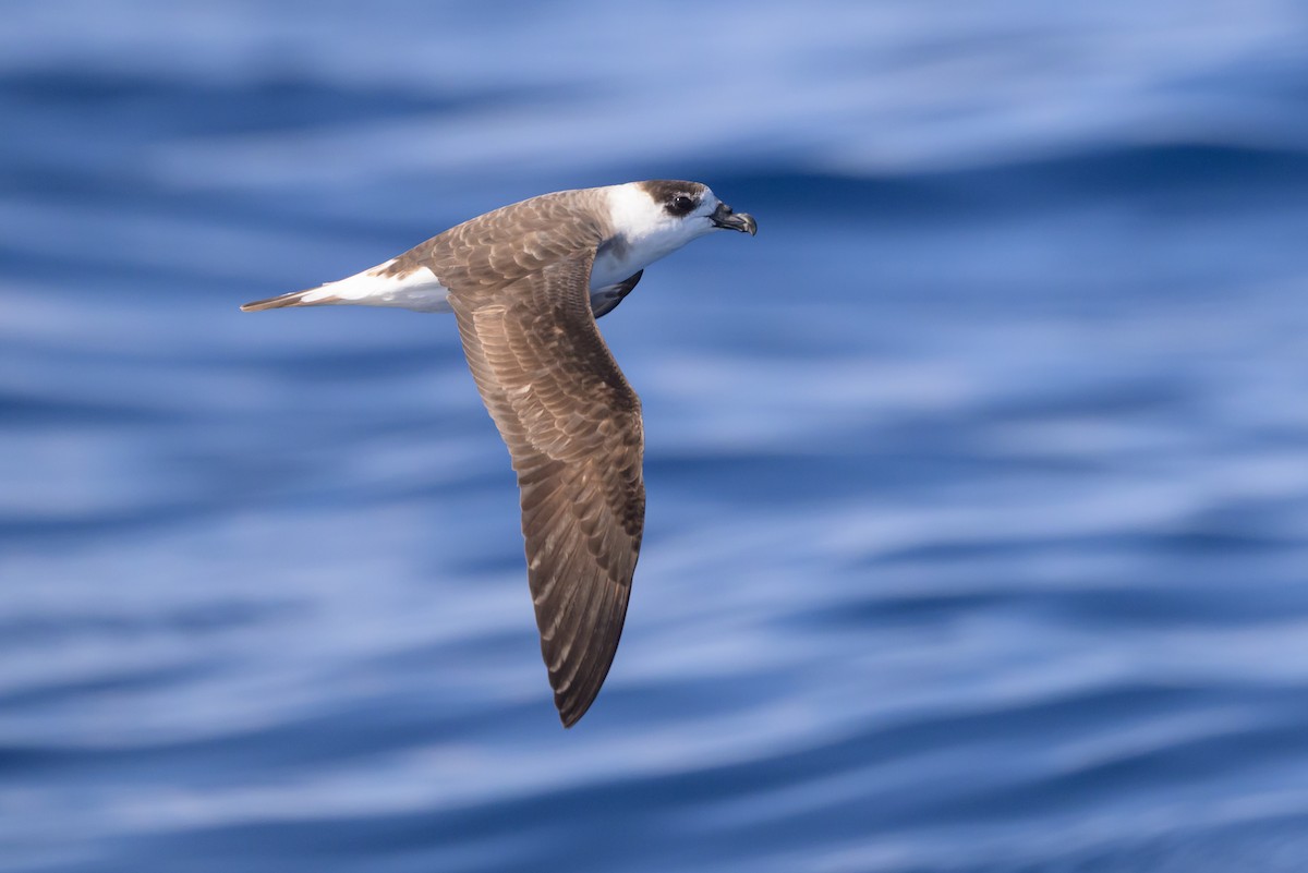 Black-capped Petrel (White-faced) - ML637213317