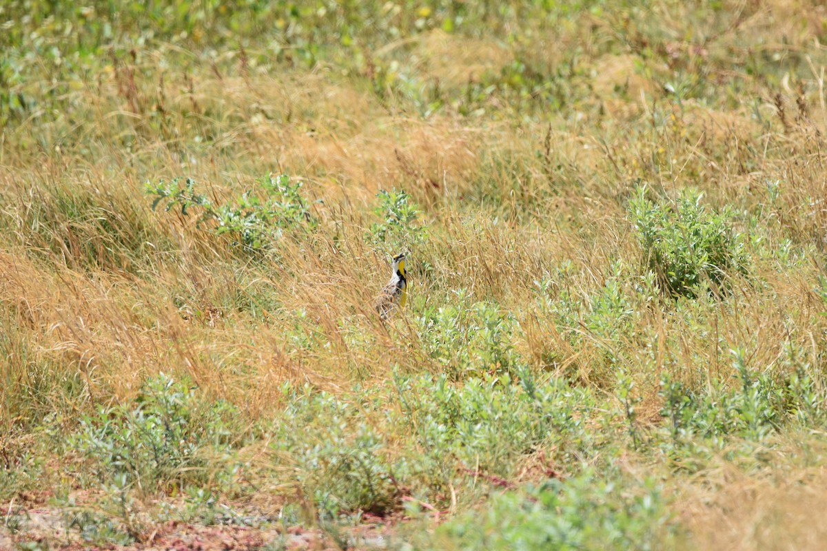 Chihuahuan Meadowlark - ML637213318