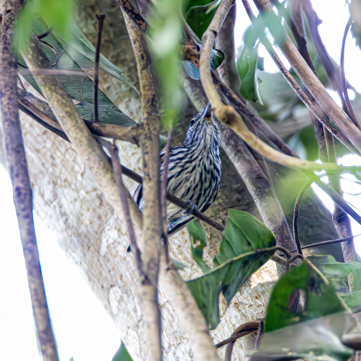Amazonian Streaked-Antwren - ML637213355