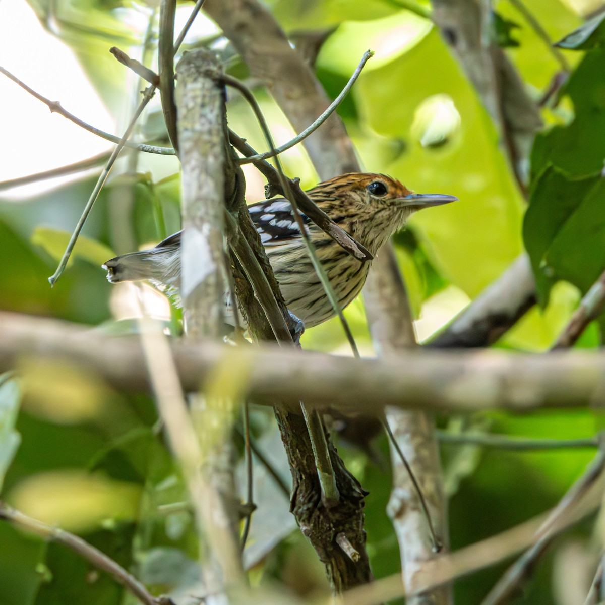Amazonian Streaked-Antwren - ML637213356