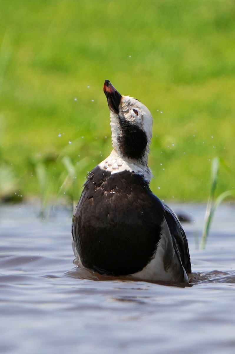 Long-tailed Duck - ML637213359
