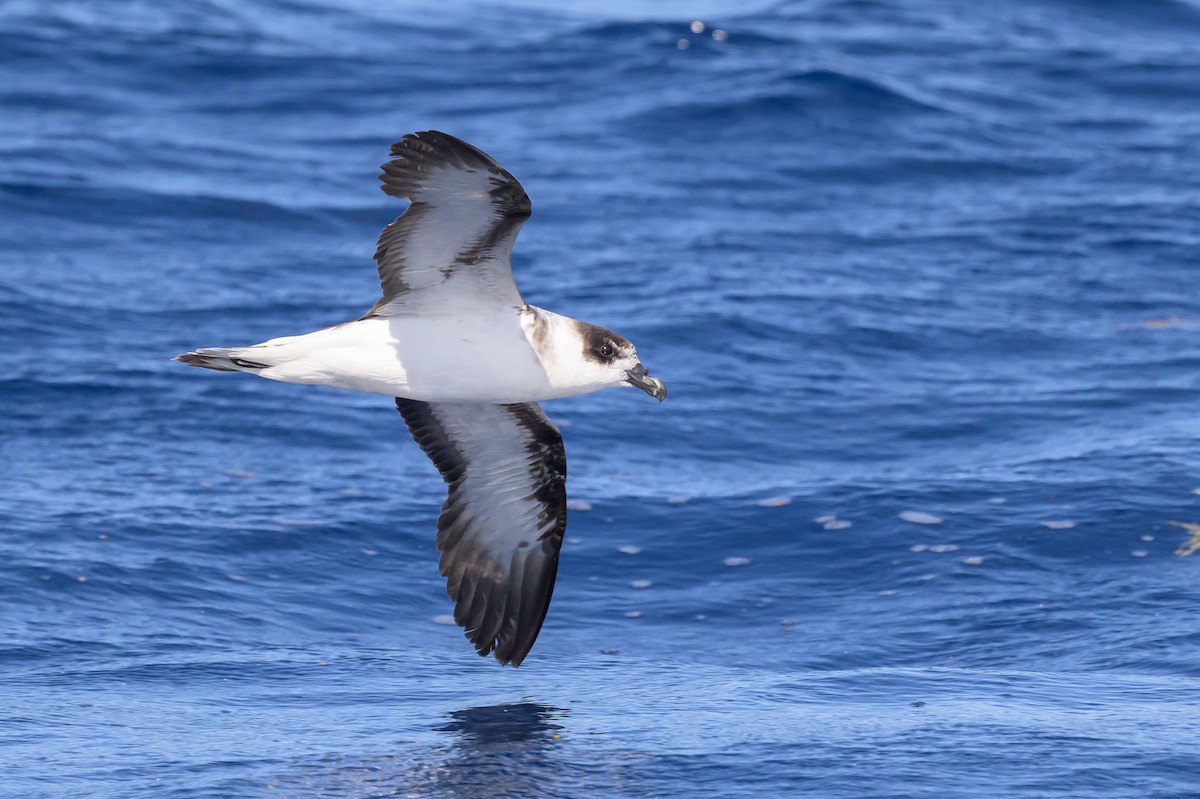 Black-capped Petrel (White-faced) - ML637213376