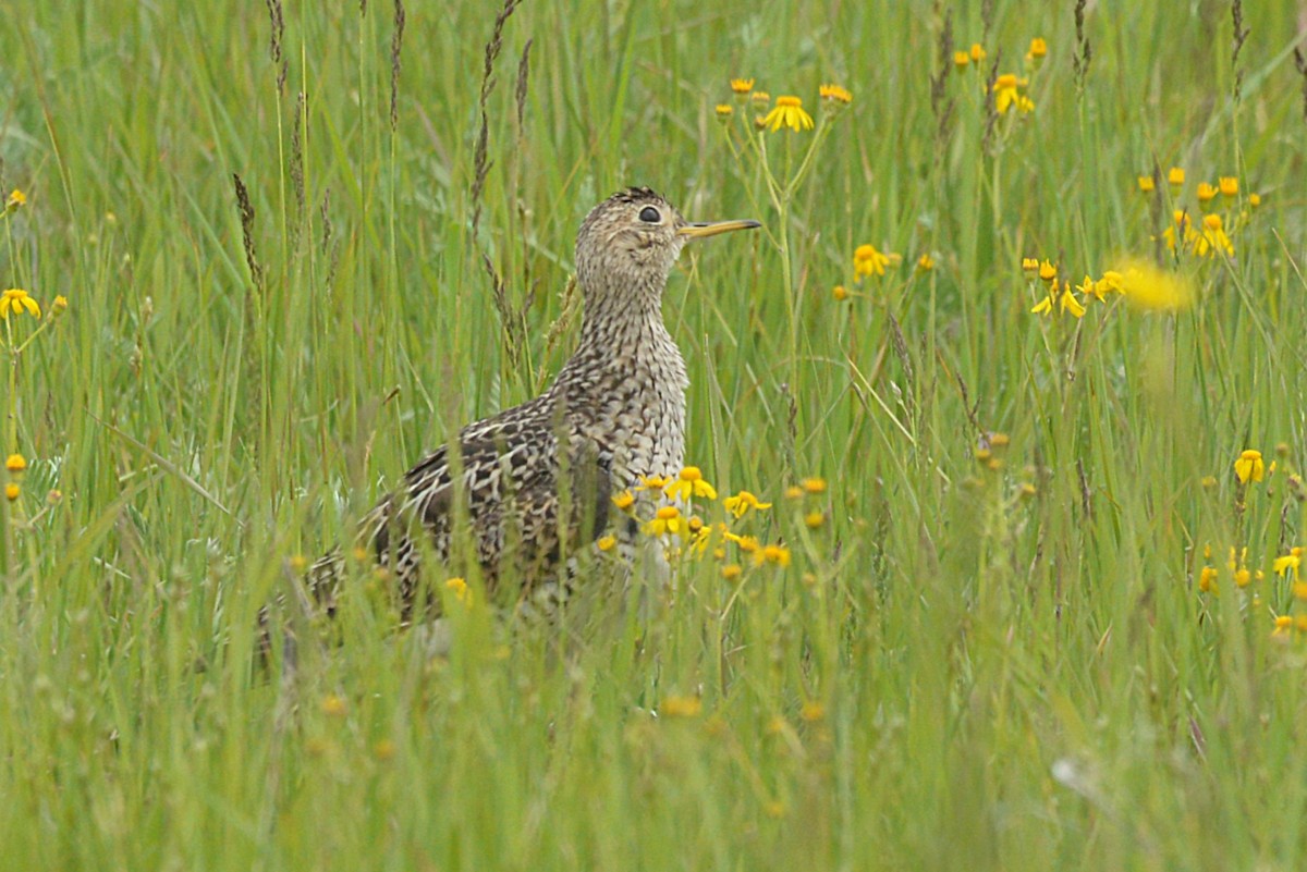 Upland Sandpiper - ML637213384