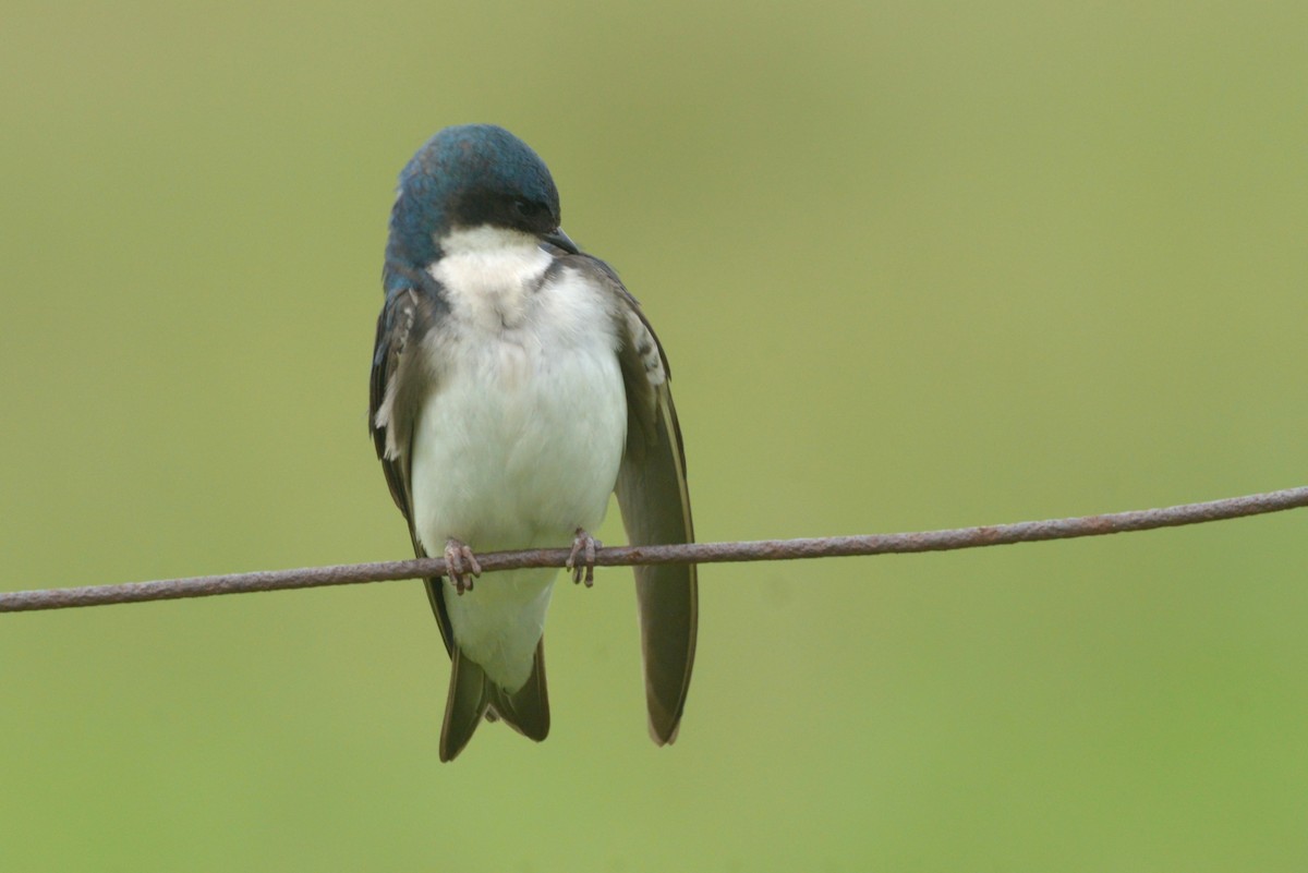 Tree Swallow - ML637213401