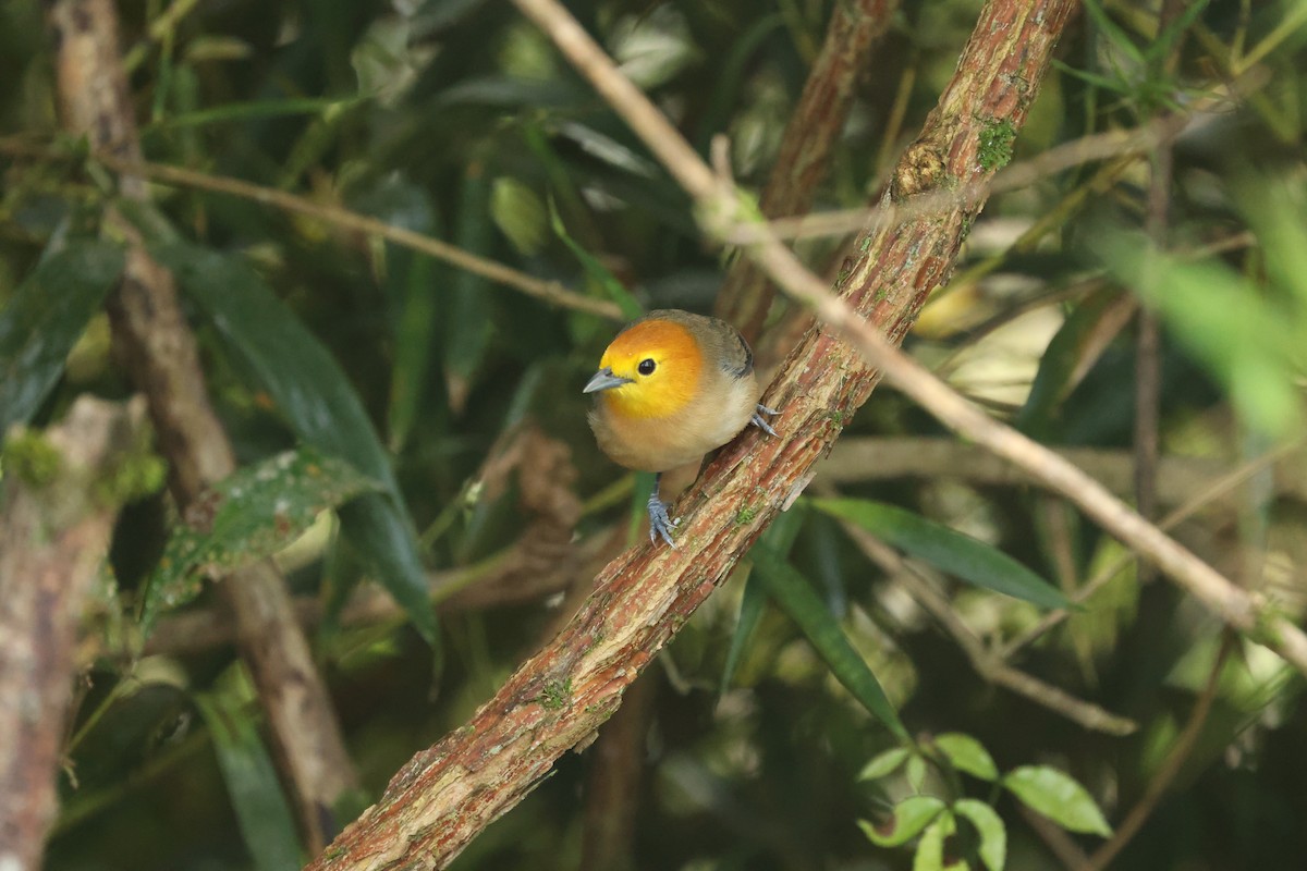 Orange-headed Tanager - ML637213405