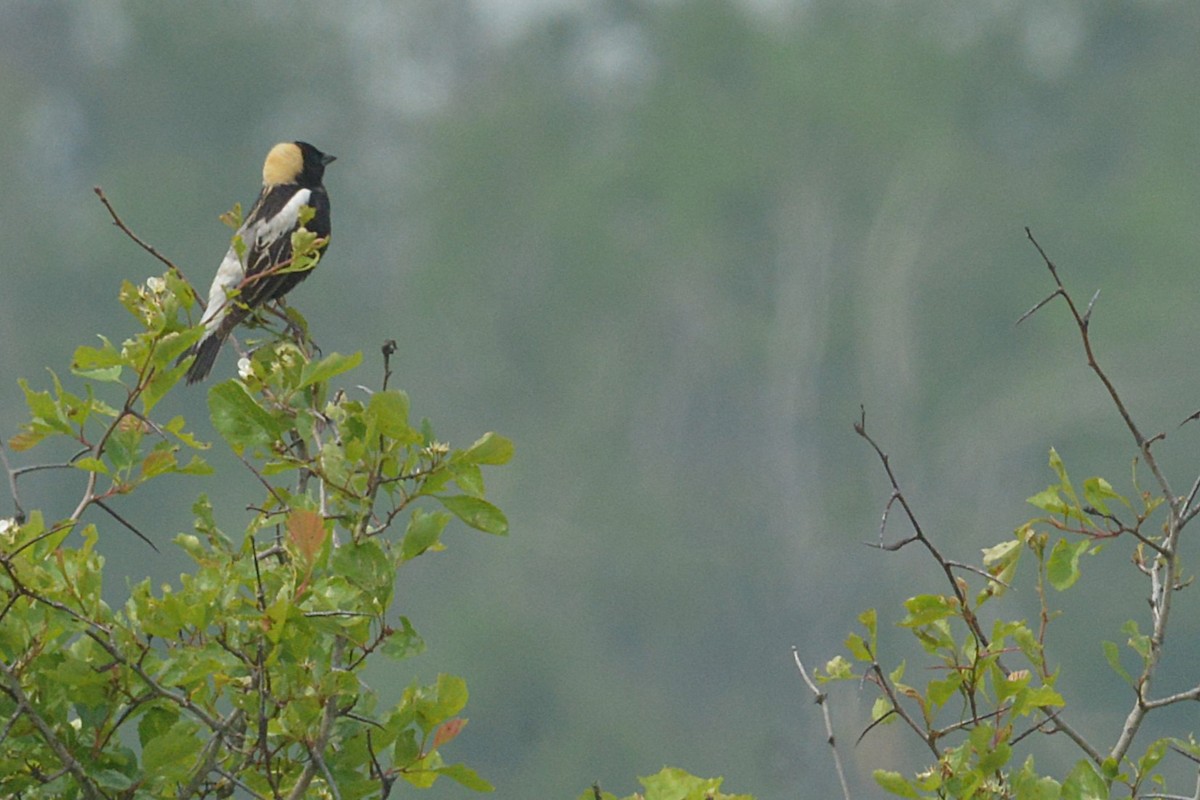 Bobolink - ML637213408