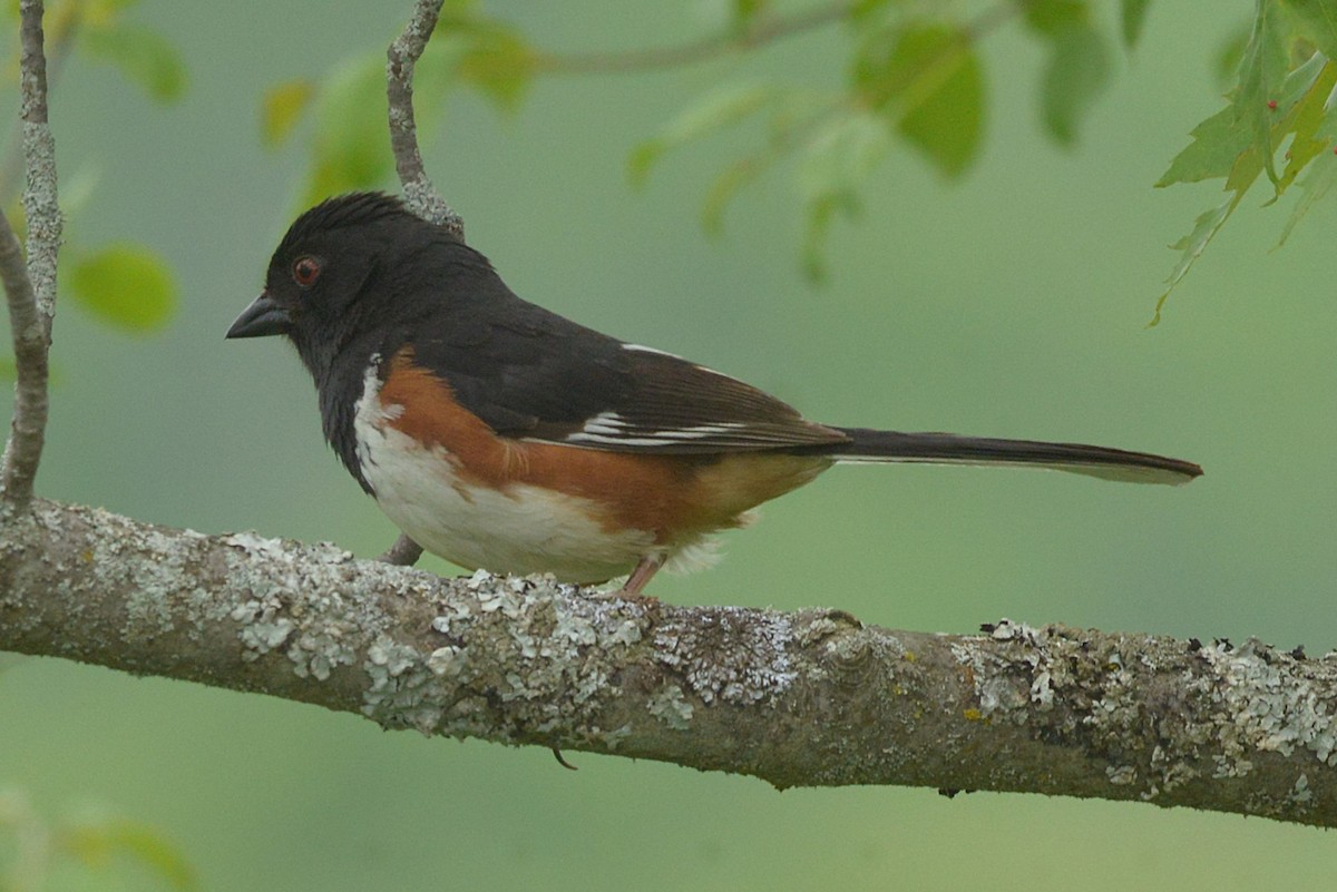 Eastern Towhee - ML637213423