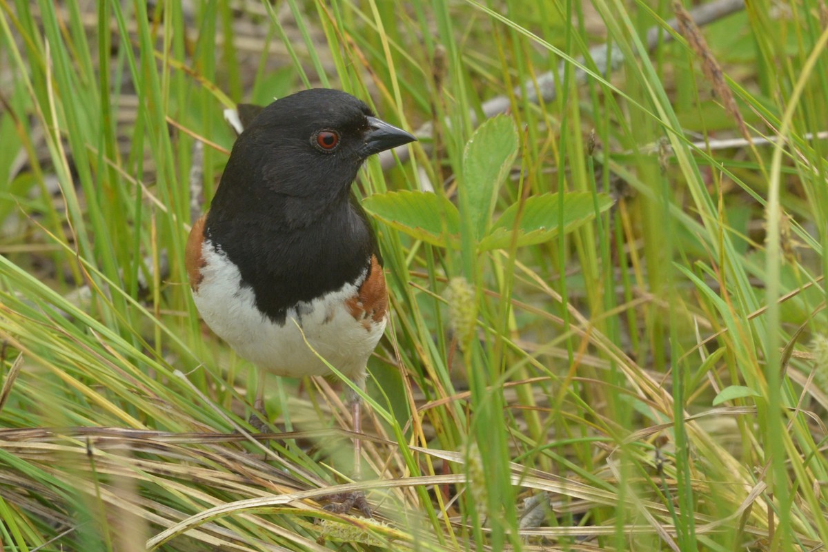Eastern Towhee - ML637213424
