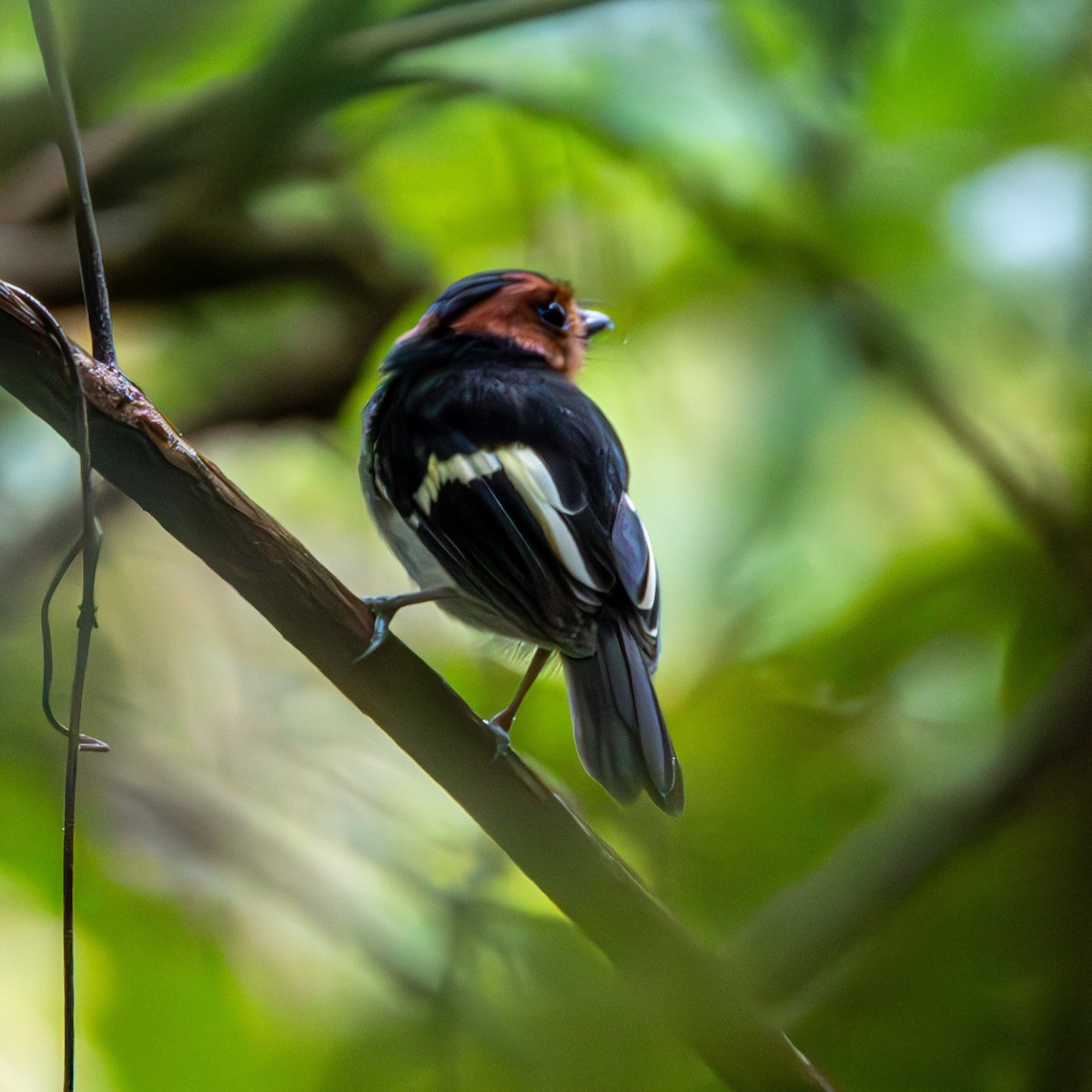 Black-chested Tyrant - ML637213427