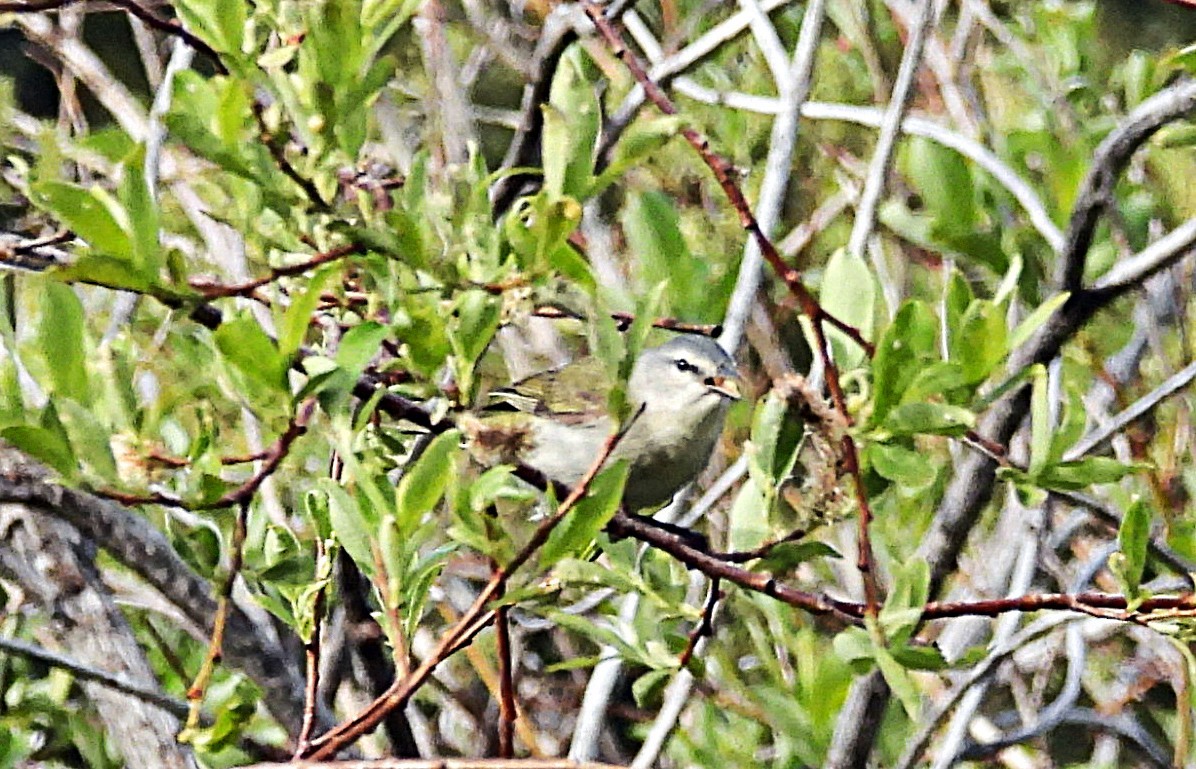 Tennessee Warbler - ML637213496