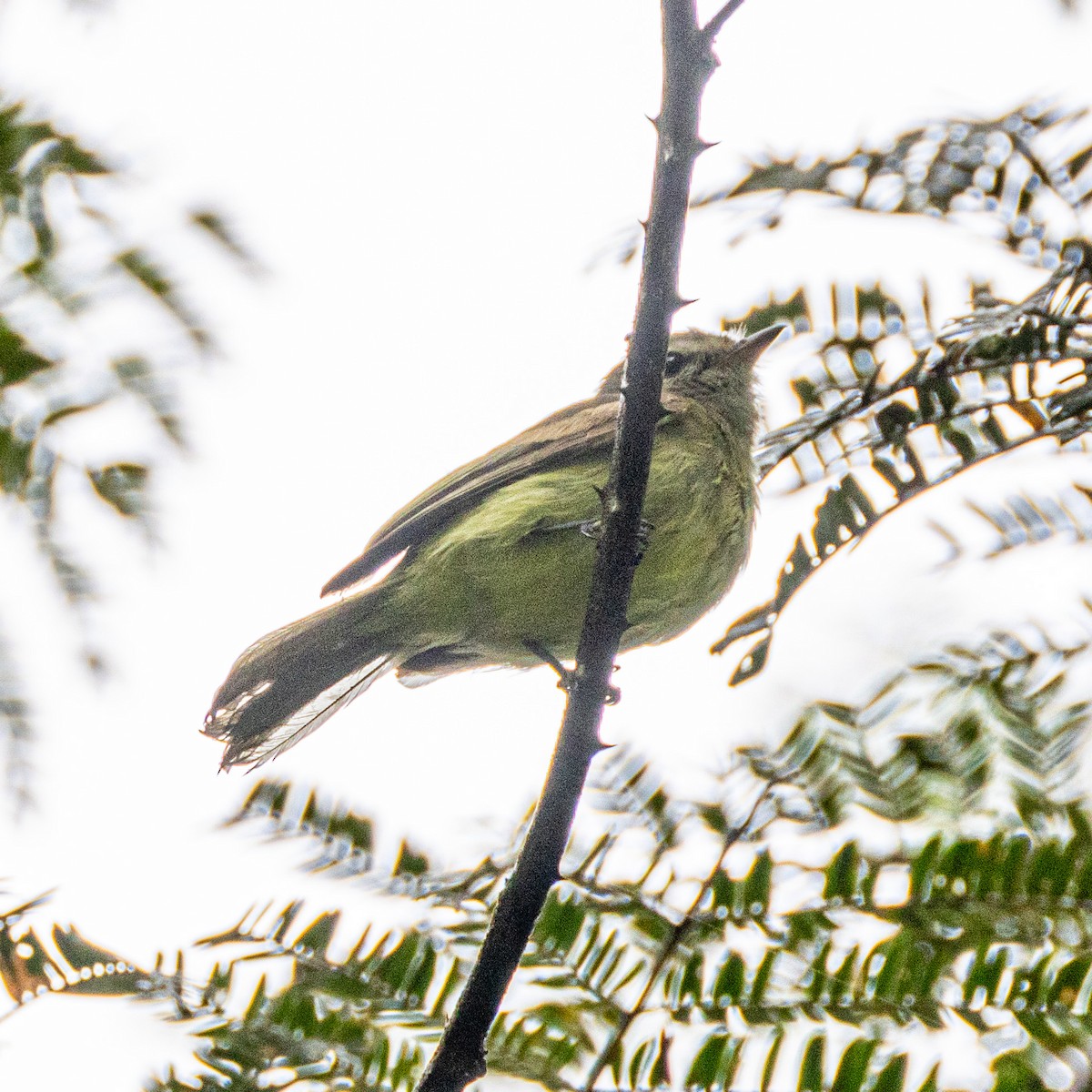 Dusky-capped Greenlet - ML637213504