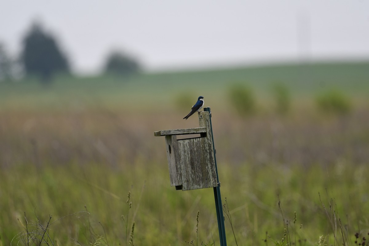 Tree Swallow - ML637213511